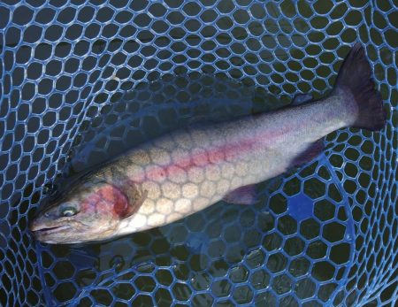 大型ブラウン連発！ ～岡崎トラウトポンド～